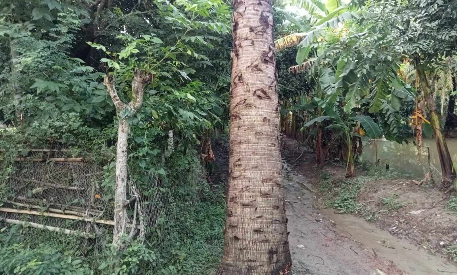 পটুয়াখালীর কুয়াকাটায় অবৈধভাবে জমি দখলে নিতে মিথ্যা মামলা দিয়ে হয়রানীর অভিযোগ ।